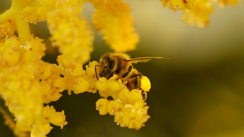 A bee gathers pollen on a yellow flower.